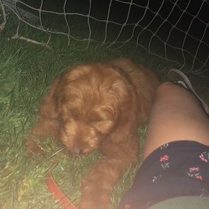 Meet your Posher, Devon